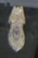 Nauvoo Police Department Badge